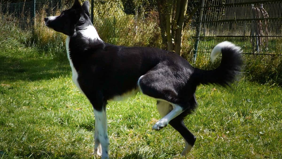 Hundetricks