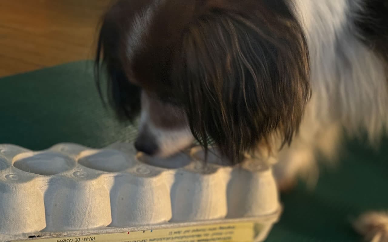 Hund drinnen beschäftigen