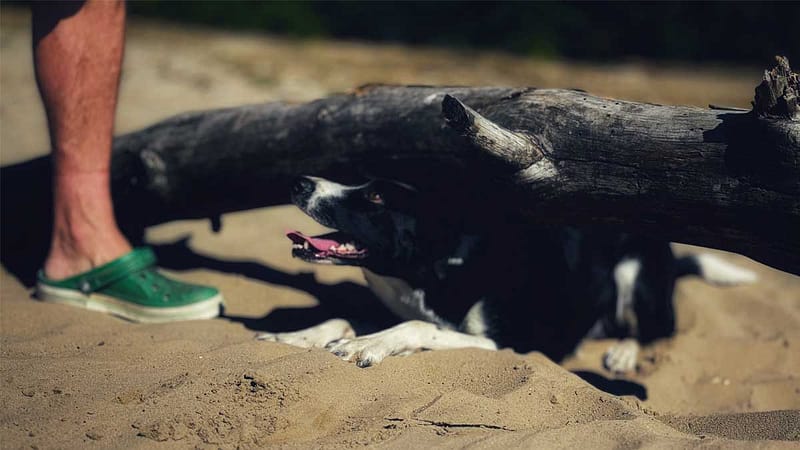 Fitness Tricks für Hunde