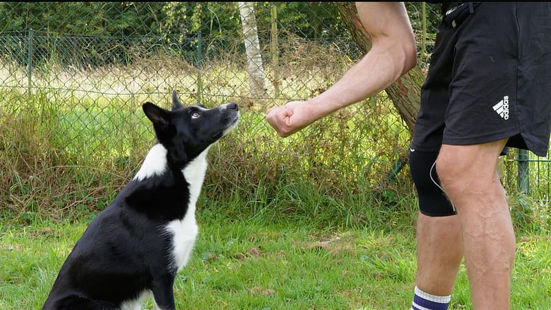 Hund Pfote geben