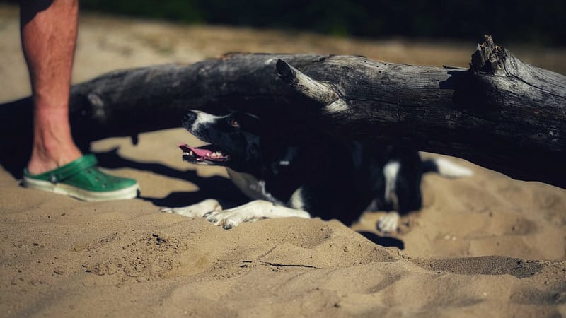 Hundetricks für unterwegs