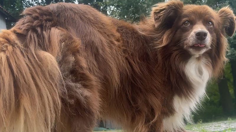 Pfoten im Sommer schützen