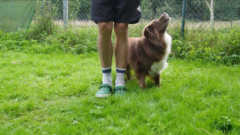 Hundetricks