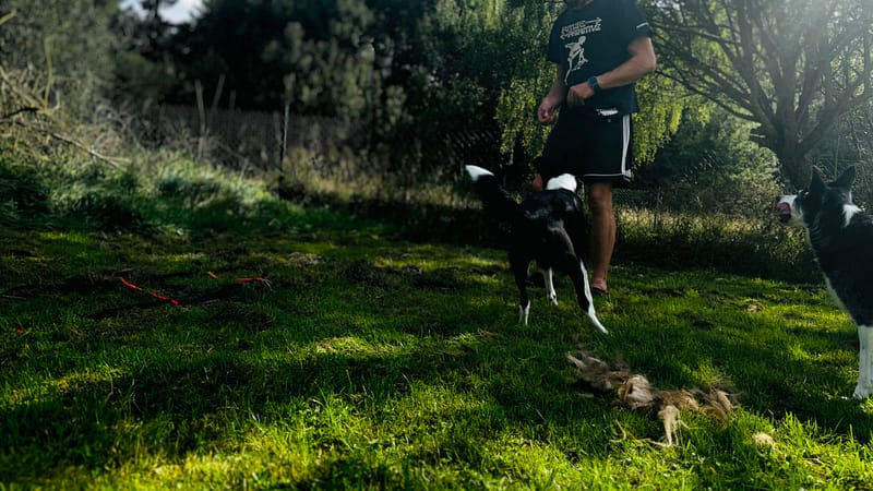 Laufen mit Hund