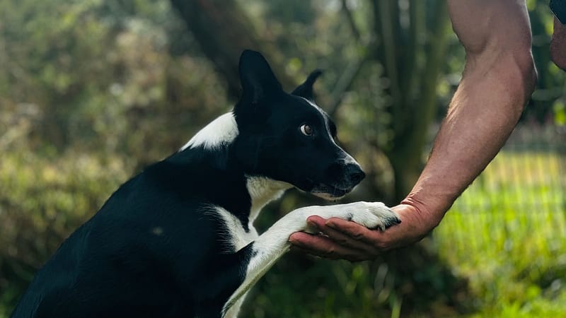 Hundetrick Pfoten geben