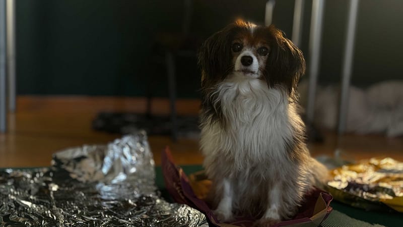 Hund drinnen beschäftigen