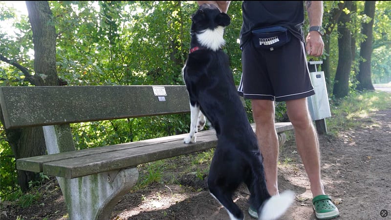 Hunde sinnvoll beschäftigen