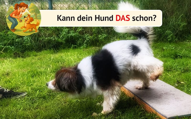 Hund rückwärts gehen beibringen