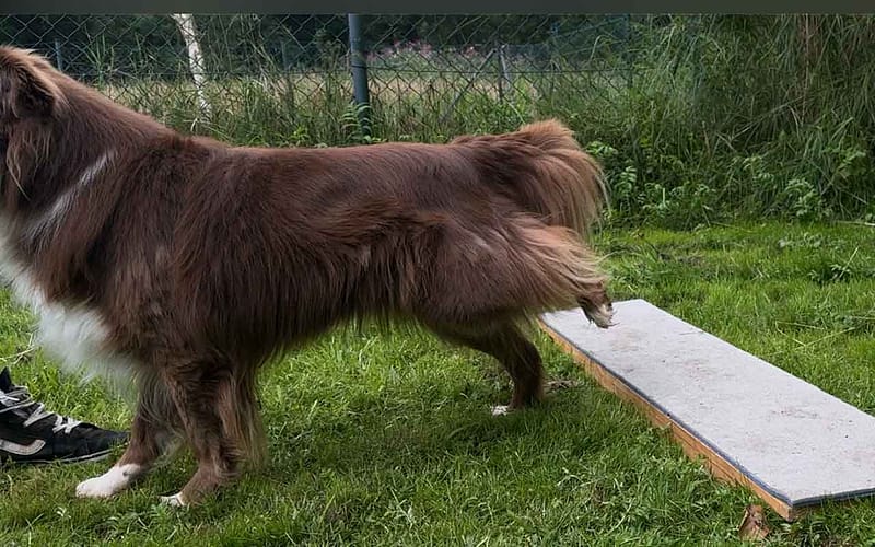 Hund rückwärts gehen beibringen