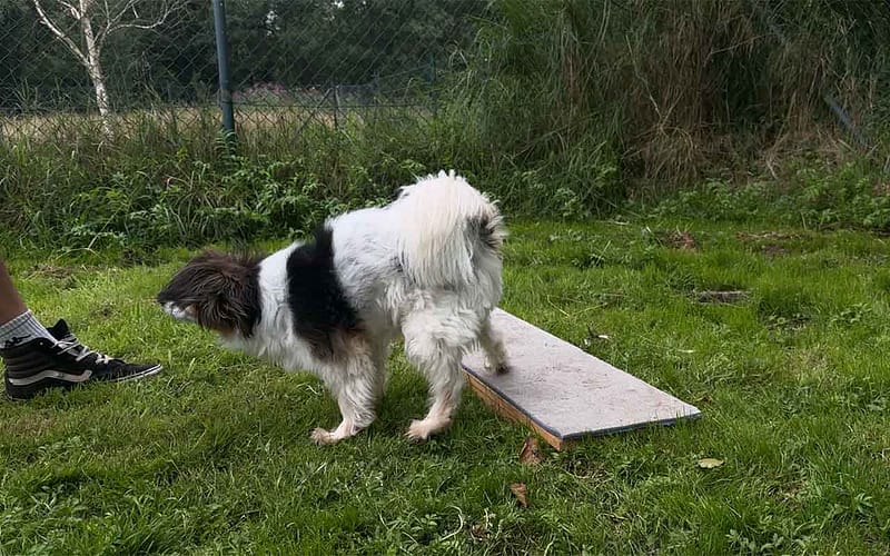 Hund rückwärts gehen beibringen