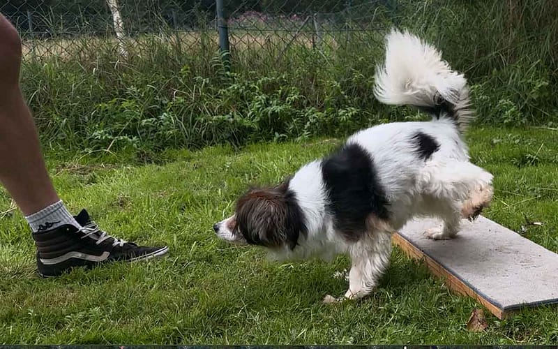 Hund rückwärts gehen beibringen