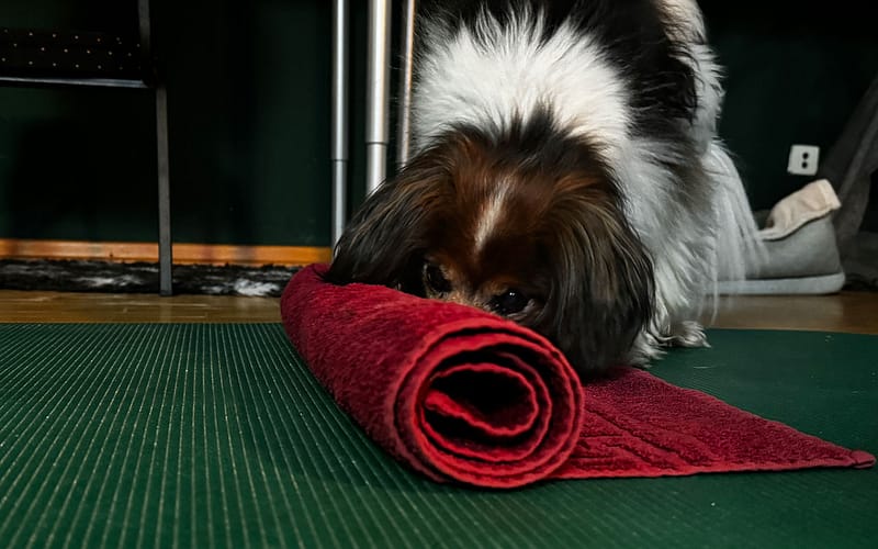 3 kreative Hundespiele