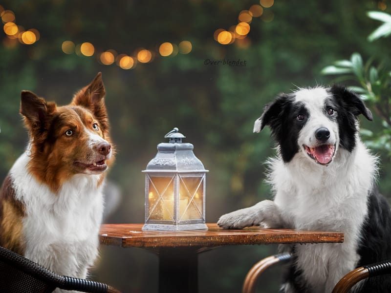 Hundefotografie Bremen